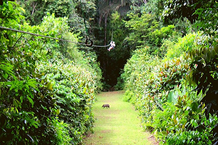 Opplev ziplining, rapellering og en Tarzan-sving i Costa Ricas regnskog nær Quepos, foto 13 | wizardtrip