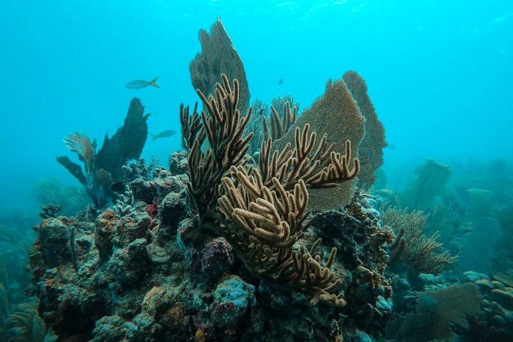 All-inclusive Bootstour zur Insel Icacos, Puerto Rico, mit Schnorcheln und Strandentspannung, Foto 7 | wizardtrip