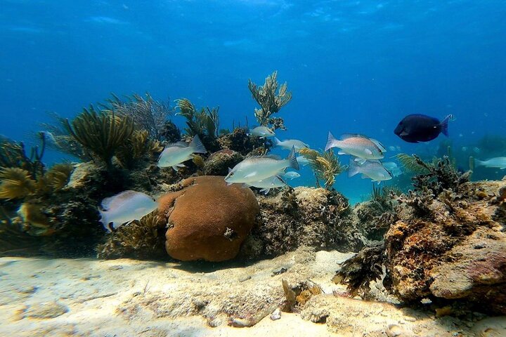 All-inclusive Bootstour zur Insel Icacos, Puerto Rico, mit Schnorcheln und Strandentspannung, Foto 35 | wizardtrip