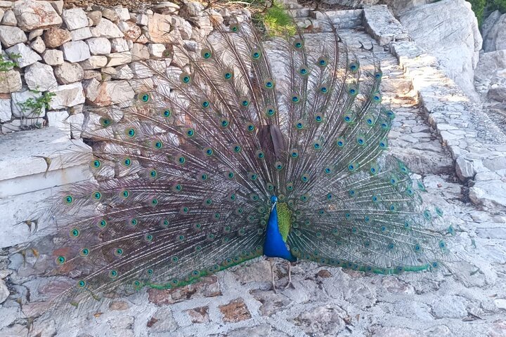Tour pelos locais de filmagem de Game of Thrones em Dubrovnik, Croácia, com locais icónicos e o Trono de Ferro, foto 11 | wizardtrip