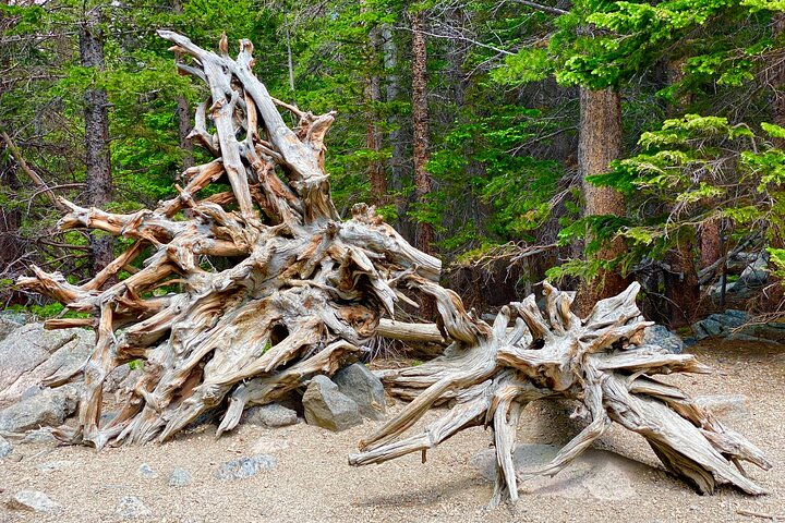 Kleine groepsreis die de schilderachtige landschappen en wilde dieren van Rocky Mountain National Park vanuit Denver verkent, foto 10 | wizardtrip