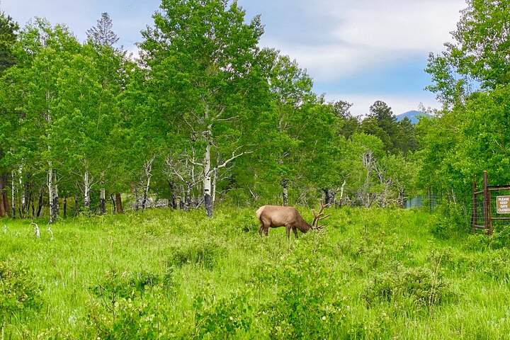 Kleine groepsreis die de schilderachtige landschappen en wilde dieren van Rocky Mountain National Park vanuit Denver verkent, foto 18 | wizardtrip
