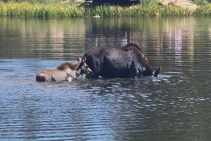 Kleine groepsreis die de schilderachtige landschappen en wilde dieren van Rocky Mountain National Park vanuit Denver verkent, foto 31 | wizardtrip