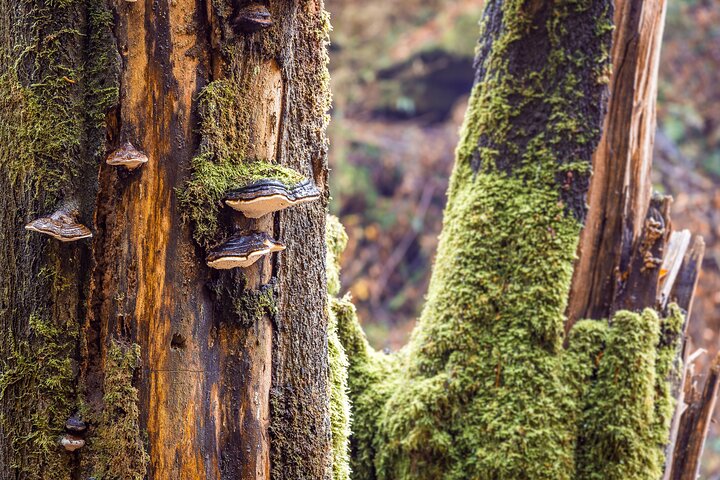 Explore a beleza natural deslumbrante do Parque Nacional da Suíça Boêmia e Saxônica, incluindo o Portão Pravcicka e a Ponte Bastei, foto 43 | wizardtrip