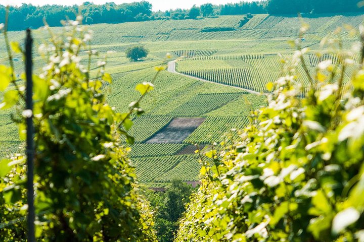 Champagne Day Trip with 6 Tastings, Reims and Winery from Paris | wizardtrip