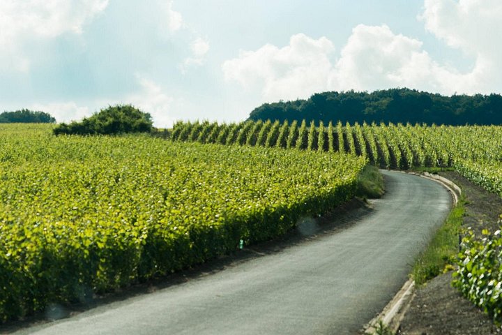 Experience a delightful Champagne day trip from Paris, featuring vineyard tours, winery visits, and tastings, photo 8 | wizardtrip