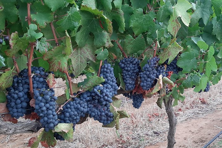 Tour de dégustation de vin à Stellenbosch et Franschhoek, Le Cap, Afrique du Sud, photo 7 | wizardtrip