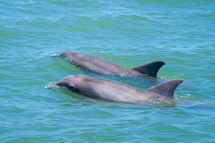 Dolphin and Wildlife Adventure of St. Augustine | wizardtrip