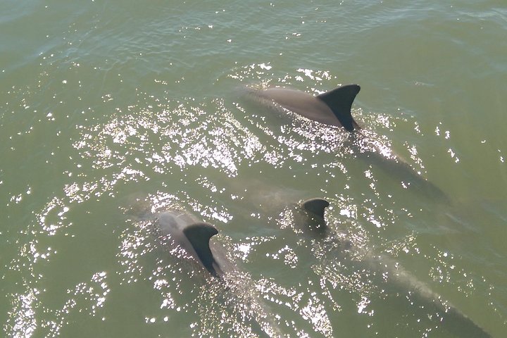 Tour in barca tra delfini e fauna selvatica a St. Augustine, Florida, con vista sui monumenti storici, foto 7 | wizardtrip