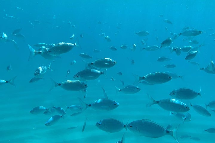 Tour in barca lungo le coste di Tropea e Capo Vaticano, con snorkeling e splendide grotte marine, foto 30 | wizardtrip