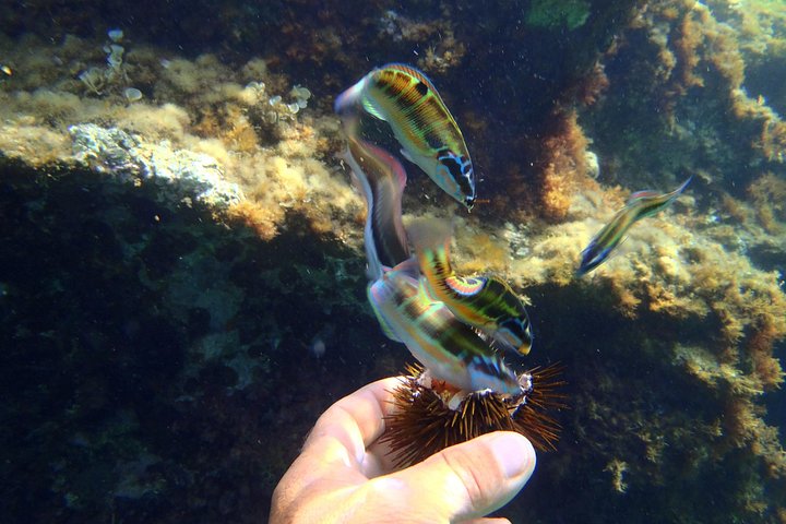 Tour in barca lungo le coste di Tropea e Capo Vaticano, con snorkeling e splendide grotte marine, foto 47 | wizardtrip