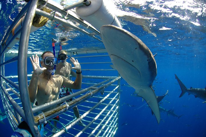 Oahu : Plongée en cage avec des requins sur la côte nord | wizardtrip