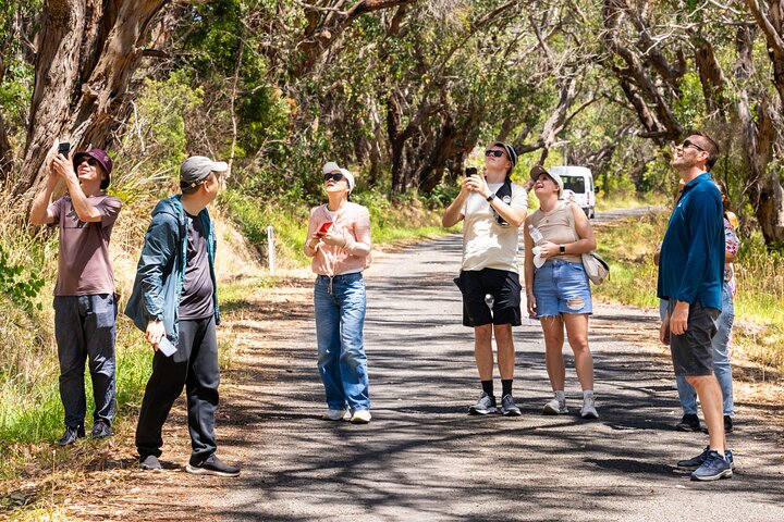 Tour durch die atemberaubende Great Ocean Road in Australien mit den ikonischen 12 Aposteln und Küstenlandschaften, Foto 13 | wizardtrip