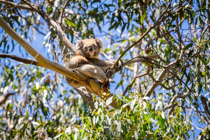 Tour durch die atemberaubende Great Ocean Road in Australien mit den ikonischen 12 Aposteln und Küstenlandschaften, Foto 16 | wizardtrip