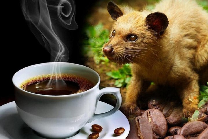 Lær å lage tradisjonell vietnamesisk kaffe og utforsk lokal kaffekultur i Hoi An, foto 7 | wizardtrip