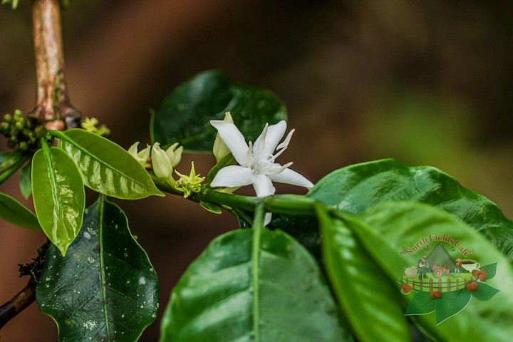 Expérience authentique de tour de café et de chocolat près du volcan Arenal, Costa Rica, photo 13 | wizardtrip