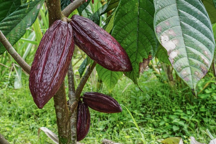 Expérience authentique de tour de café et de chocolat près du volcan Arenal, Costa Rica, photo 15 | wizardtrip