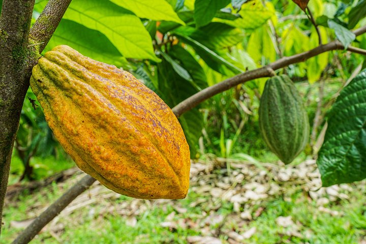 Expérience authentique de tour de café et de chocolat près du volcan Arenal, Costa Rica, photo 16 | wizardtrip