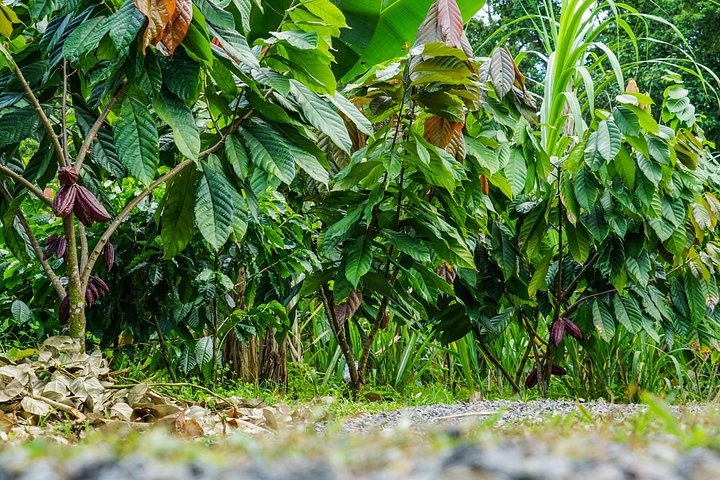 Expérience authentique de tour de café et de chocolat près du volcan Arenal, Costa Rica, photo 21 | wizardtrip