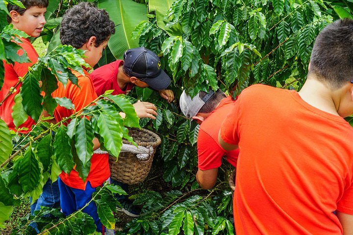 Expérience authentique de tour de café et de chocolat près du volcan Arenal, Costa Rica, photo 22 | wizardtrip