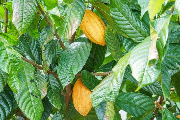 Expérience authentique de tour de café et de chocolat près du volcan Arenal, Costa Rica, photo 27 | wizardtrip
