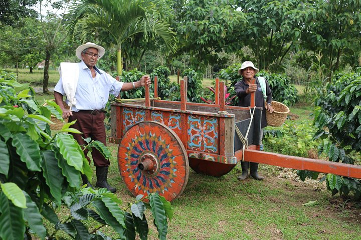 Expérience authentique de tour de café et de chocolat près du volcan Arenal, Costa Rica, photo 33 | wizardtrip