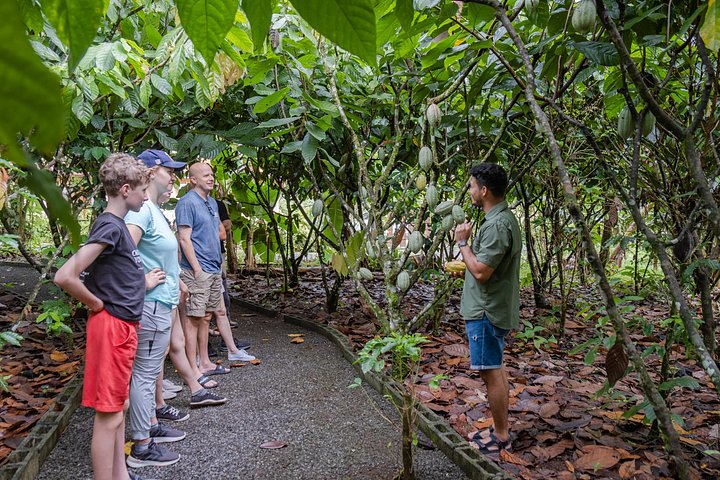 Expérience authentique de tour de café et de chocolat près du volcan Arenal, Costa Rica, photo 34 | wizardtrip