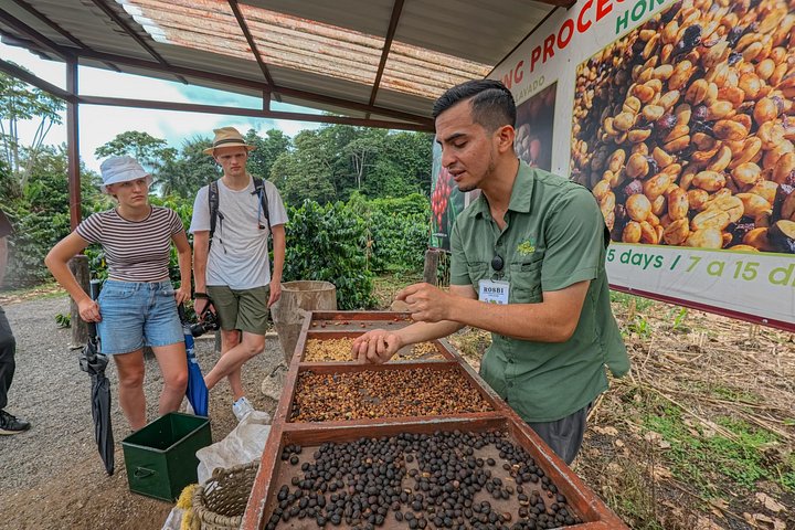 Expérience authentique de tour de café et de chocolat près du volcan Arenal, Costa Rica, photo 42 | wizardtrip