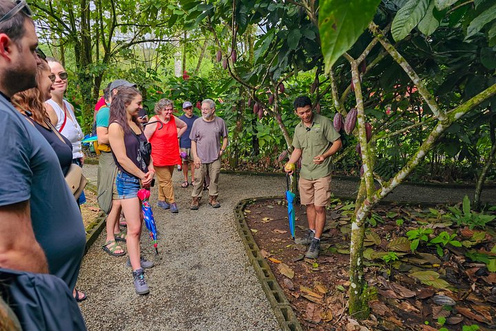 Expérience authentique de tour de café et de chocolat près du volcan Arenal, Costa Rica, photo 45 | wizardtrip