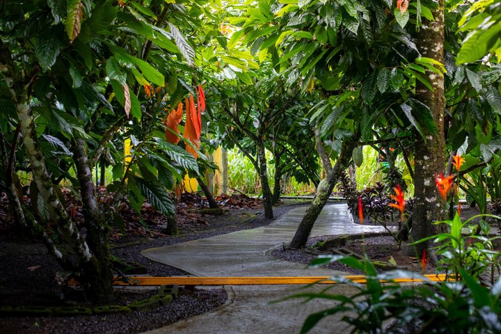 Expérience authentique de tour de café et de chocolat près du volcan Arenal, Costa Rica, photo 48 | wizardtrip