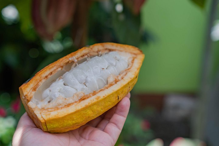 Découvrez la production authentique de café et de chocolat du Costa Rica dans une ferme familiale à La Fortuna, photo 9 | wizardtrip