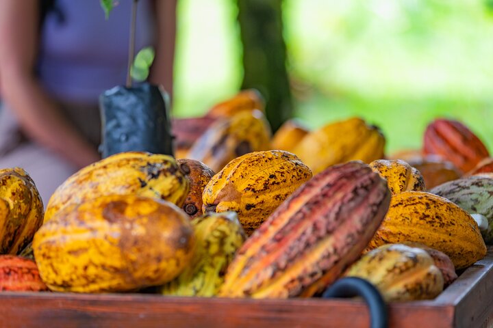 Découvrez la production authentique de café et de chocolat du Costa Rica dans une ferme familiale à La Fortuna, photo 12 | wizardtrip