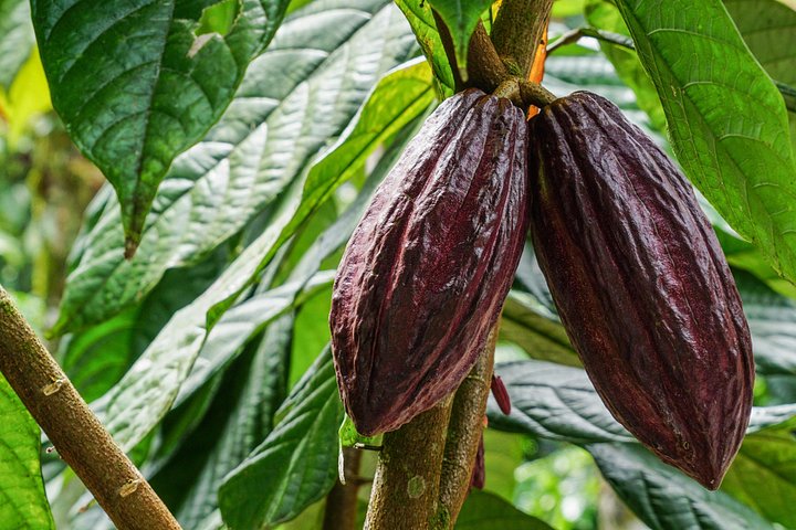 Découvrez la production authentique de café et de chocolat du Costa Rica dans une ferme familiale à La Fortuna, photo 16 | wizardtrip