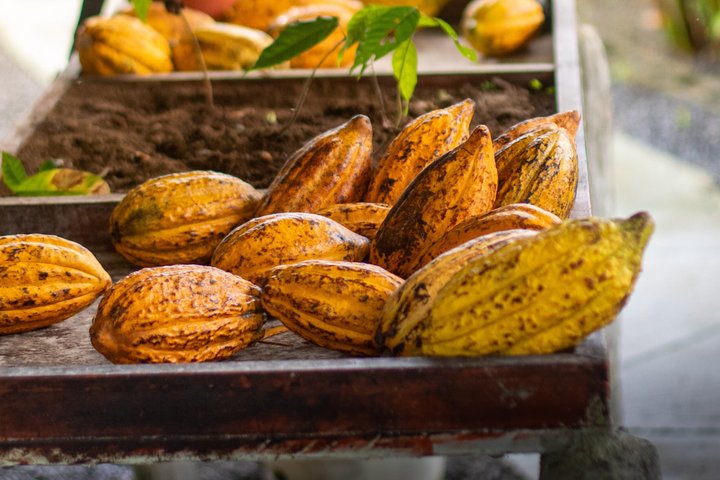 Découvrez la production authentique de café et de chocolat du Costa Rica dans une ferme familiale à La Fortuna, photo 33 | wizardtrip