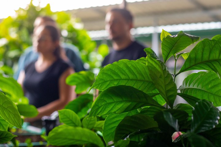 Découvrez la production authentique de café et de chocolat du Costa Rica dans une ferme familiale à La Fortuna, photo 49 | wizardtrip