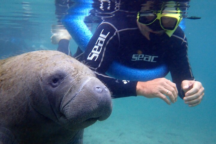 De 'OG' Manatee Snorkel Tour met Gids/Fotograaf in het Water | wizardtrip