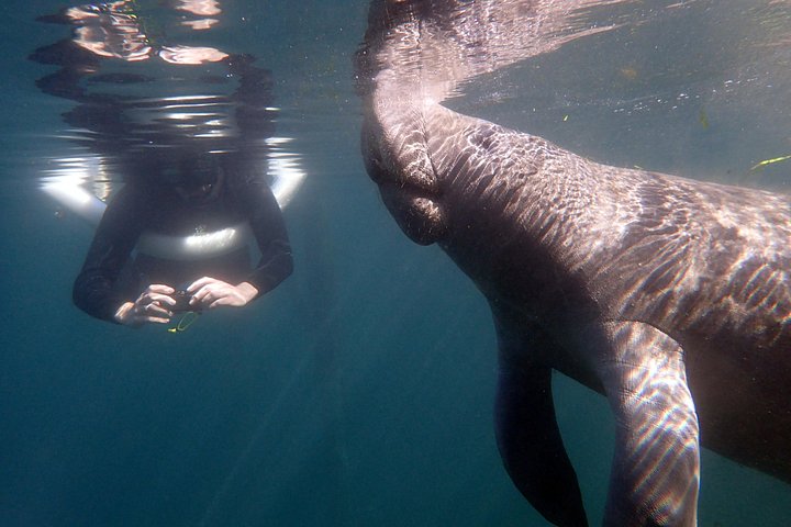 Svøm med maneter i Crystal River på en miljøvennlig tur med ekspertguider og profesjonell fotografering, foto 7 | wizardtrip