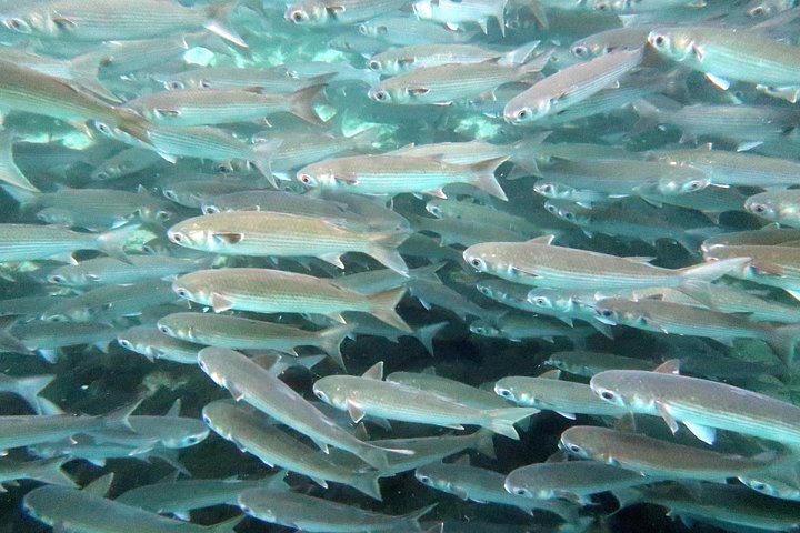 Svøm med maneter i Crystal River på en miljøvennlig tur med ekspertguider og profesjonell fotografering, foto 9 | wizardtrip