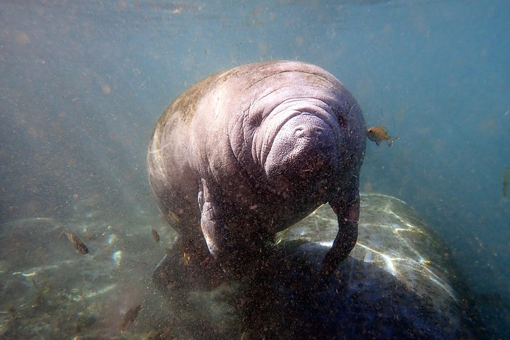 Svøm med maneter i Crystal River på en miljøvennlig tur med ekspertguider og profesjonell fotografering, foto 11 | wizardtrip