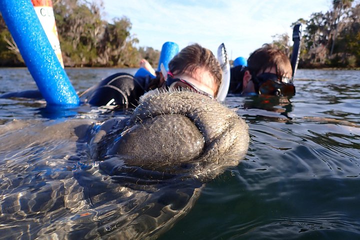 Svøm med maneter i Crystal River på en miljøvennlig tur med ekspertguider og profesjonell fotografering, foto 12 | wizardtrip