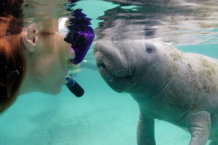Svøm med maneter i Crystal River på en miljøvennlig tur med ekspertguider og profesjonell fotografering, foto 21 | wizardtrip
