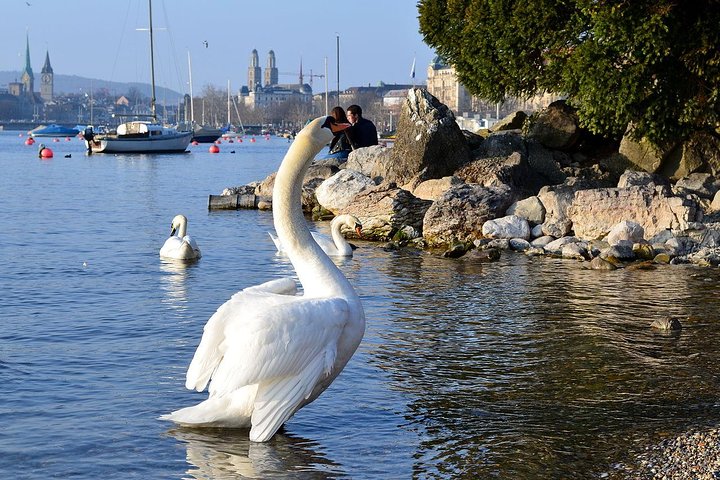 Un tour completo di Zurigo con passeggiata in città, crociera sul lago e funivia per Felsenegg, foto 8 | wizardtrip