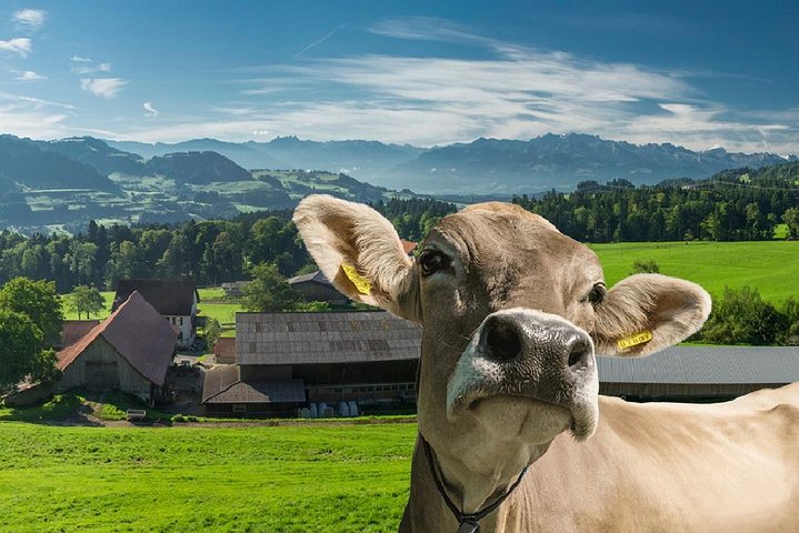 Un tour completo di Zurigo con passeggiata in città, crociera sul lago e funivia per Felsenegg, foto 10 | wizardtrip