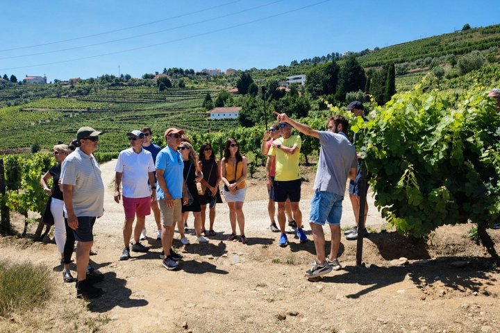 Douro Vallei Wijn Tour in Kleine Groep: 2 Wijnhuizen, Cruise & Lunch | wizardtrip