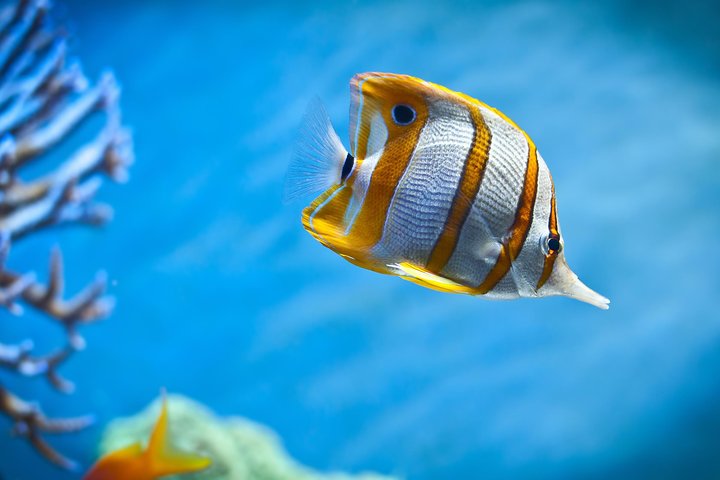 Disfruta de un lujoso crucero en yate a la Isla Orange Bay desde Hurghada, con snorkel, almuerzo y relax en la playa, foto 10 | wizardtrip