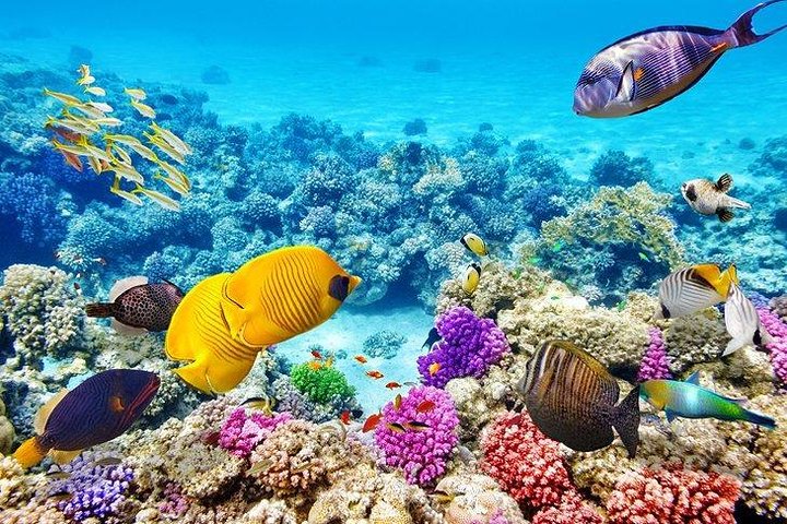 Disfruta de un lujoso crucero en yate a la Isla Orange Bay desde Hurghada, con snorkel, almuerzo y relax en la playa, foto 22 | wizardtrip