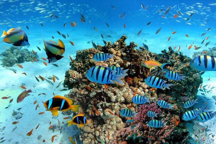 Disfruta de un lujoso crucero en yate a la Isla Orange Bay desde Hurghada, con snorkel, almuerzo y relax en la playa, foto 27 | wizardtrip