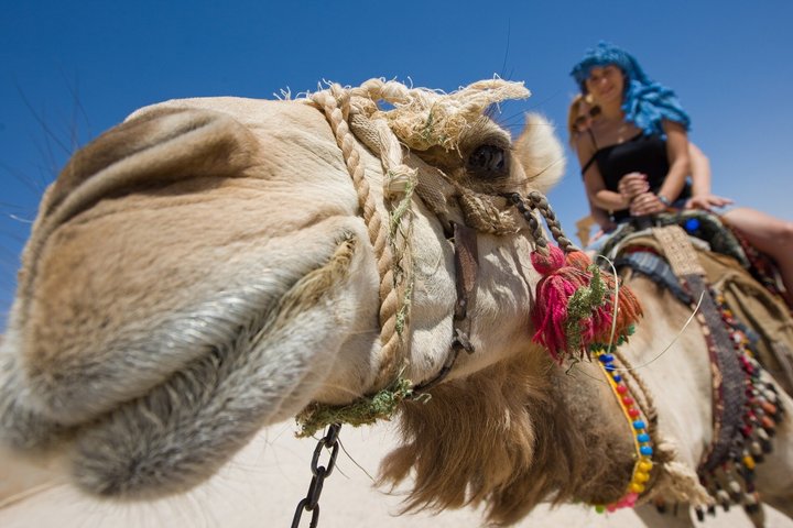 Fyrhjuling och kamelrittsäventyr i Sharm El Sheikhs öken med beduinmiddag och show, foto 13 | wizardtrip