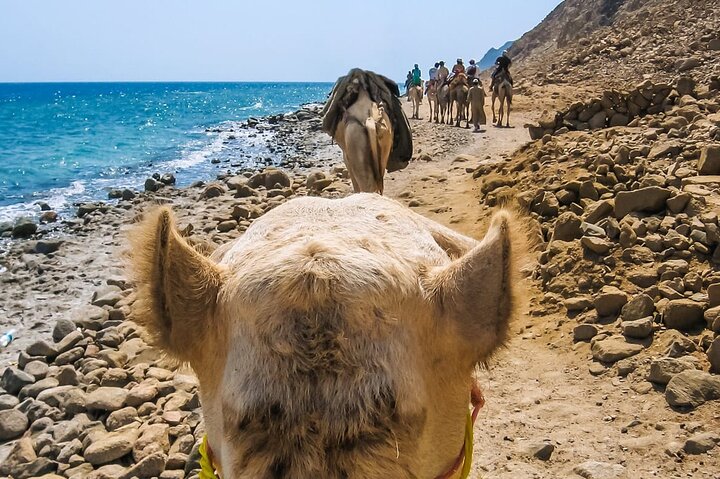 Upplev den livfulla Färgade kanjonen, snorkla i Blå hålet och njut av en kameltur i Dahab på detta Sinaiäventyr från Sharm El Sheikh, foto 7 | wizardtrip