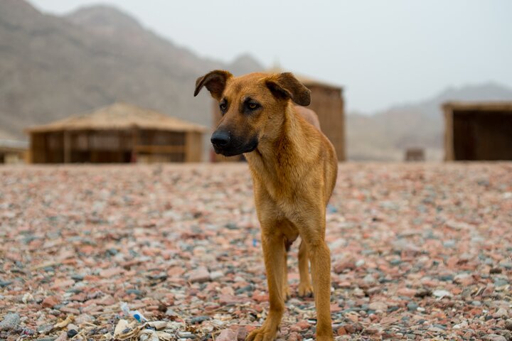 Upplev den livfulla Färgade kanjonen, snorkla i Blå hålet och njut av en kameltur i Dahab på detta Sinaiäventyr från Sharm El Sheikh, foto 22 | wizardtrip